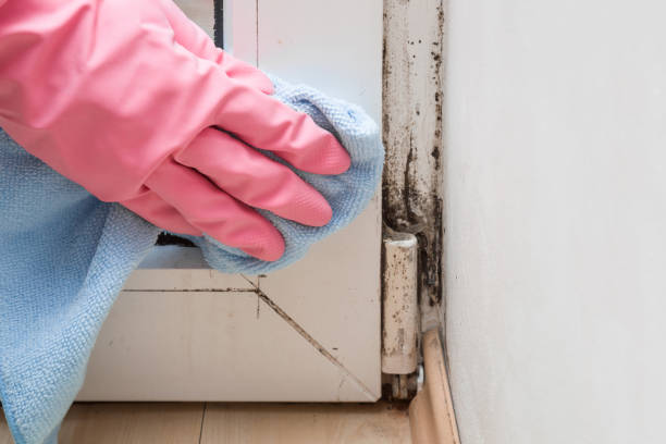 Mold Documentation for Insurance Claims in Portland, IN